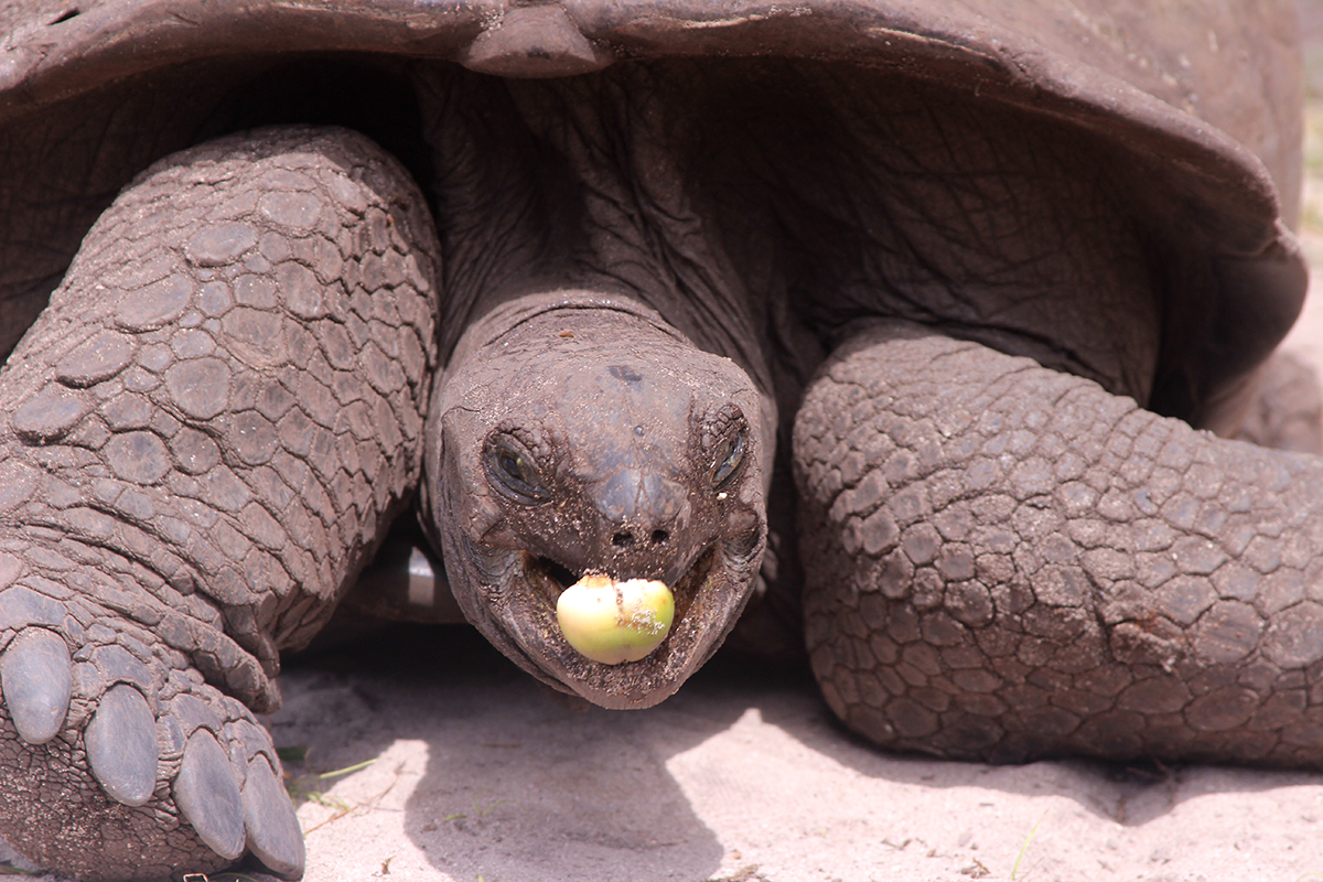 SeychellenRiesenschildkröten auf Curieuse Holiday Deluxe